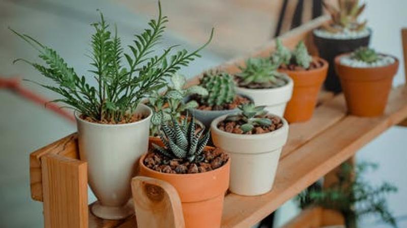 Plants have shown the use of electrical signals in two ways: one regulates the distribution of charged molecules across membranes while the second to send long-distance messages across the organism. (Photo: Representational/Pexels) Plants have shown the use of electrical signals in two ways: one regulates the distribution of charged molecules across membranes while the second to send long-distance messages across the organism. (Photo: Representational/Pexels)