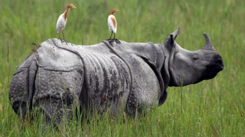 In 2014 poachers killed 27 rhinos inside the park followed by 16 in 2015, but a sharp increase in the number of rangers – there are now 700 – helped reduce this to seven in 2017 and six in 2018. (Photo: AFP) In 2014 poachers killed 27 rhinos inside the park followed by 16 in 2015, but a sharp increase in the number of rangers – there are now 700 – helped reduce this to seven in 2017 and six in 2018. (Photo: AFP)