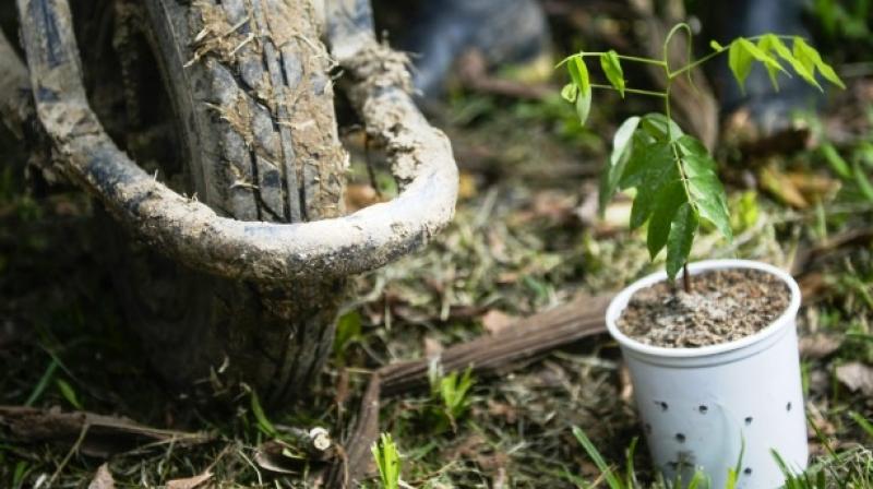 Surprisingly, it found that these extra trees could be grown in croplands and urban areas, highlighting the major role agro-forestry could play in tackling climate change. (Photo: AFP) Surprisingly, it found that these extra trees could be grown in croplands and urban areas, highlighting the major role agro-forestry could play in tackling climate change. (Photo: AFP)