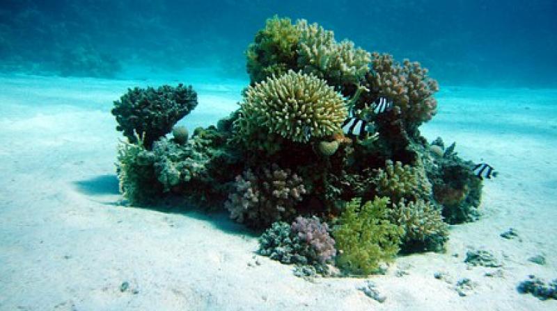 Several species of Caribbean corals have long fossil records showing that they have persisted through major changes in Earth's history. (Photo: Representational/Pixabay) Several species of Caribbean corals have long fossil records showing that they have persisted through major changes in Earth's history. (Photo: Representational/Pixabay)