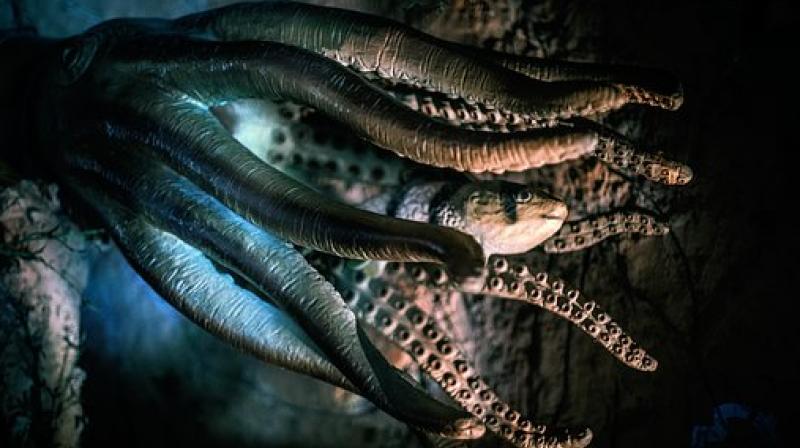 The new research supported previous findings that octopus' suckers can initiate action in response to the information they acquire from their environment, coordinating with neighbouring suckers along the arm. (Photo: Representational/Pixabay) The new research supported previous findings that octopus' suckers can initiate action in response to the information they acquire from their environment, coordinating with neighbouring suckers along the arm. (Photo: Representational/Pixabay)