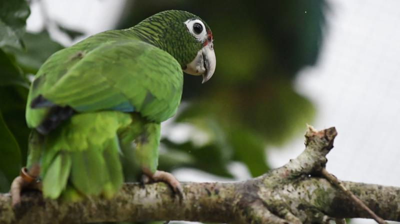 While several dozen new parrots have been born in captivity and in the wild since Maria, the species is still in danger, according to scientists. (Photo: AP) While several dozen new parrots have been born in captivity and in the wild since Maria, the species is still in danger, according to scientists. (Photo: AP)