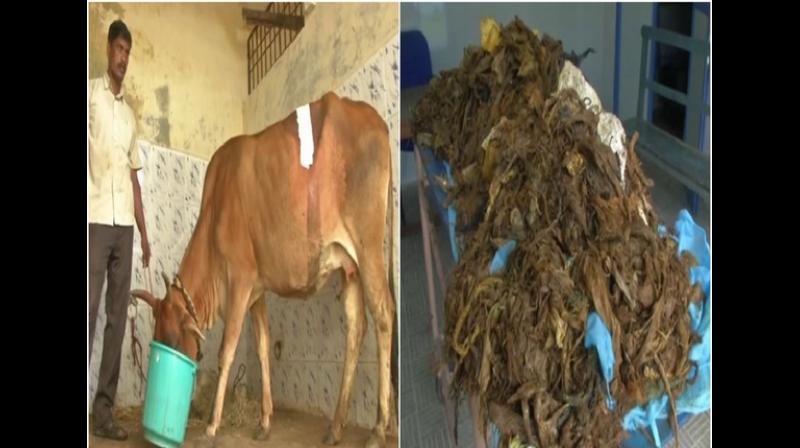 The cow is currently undergoing treatment. (Photo: ANI) The cow is currently undergoing treatment. (Photo: ANI)