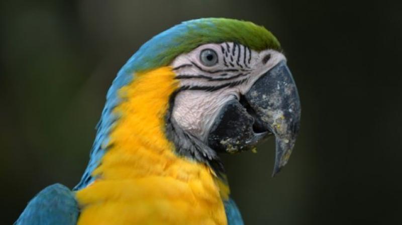 Café Macaw in Bahria Enclave, Islamabad, has incorporated birds as hosts (Photo: AFP) Café Macaw in Bahria Enclave, Islamabad, has incorporated birds as hosts (Photo: AFP)
