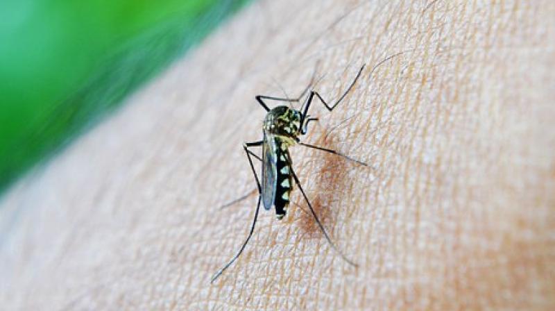 The latest WHO figures show that malaria infected about 216 million people in 2016. (Photo: Pixabay) The latest WHO figures show that malaria infected about 216 million people in 2016. (Photo: Pixabay)