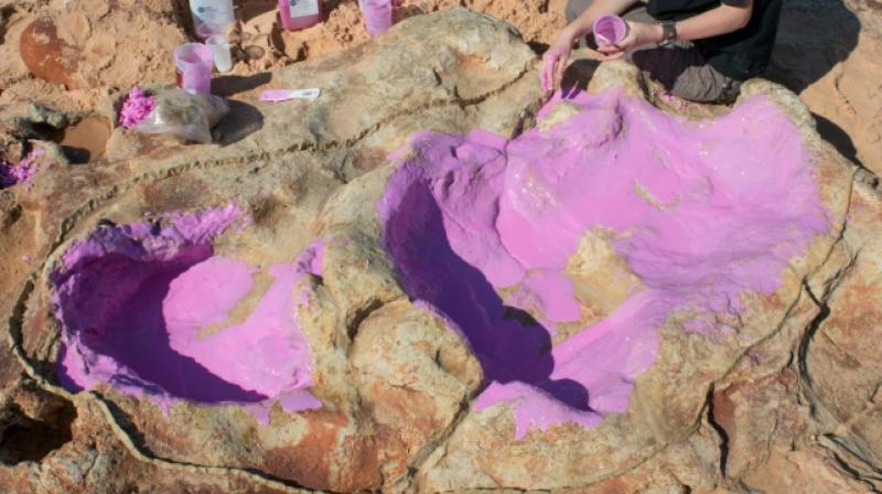 Dinosaur tracks recently discovered in Western Australia include some of the largest tracks ever recorded (Photo: AFP) Dinosaur tracks recently discovered in Western Australia include some of the largest tracks ever recorded (Photo: AFP)