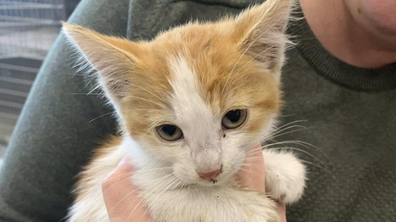 A woman walking in Cupertino heard meowing and looked down to see the tiny ball of fur at the bottom of the drain. (Photo: AP) A woman walking in Cupertino heard meowing and looked down to see the tiny ball of fur at the bottom of the drain. (Photo: AP)