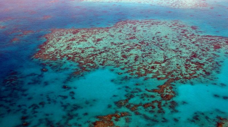 Several disturbances were recorded in the reefs, such as coral bleaching which caused rising of water temperatures. (Photo: Representational/Pixabay) Several disturbances were recorded in the reefs, such as coral bleaching which caused rising of water temperatures. (Photo: Representational/Pixabay)