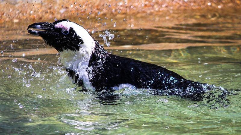The young population of African penguins is projected to be down 50 percent in some of the most affected areas of coastal Namibia and South Africa. (Photo: Pixabay) The young population of African penguins is projected to be down 50 percent in some of the most affected areas of coastal Namibia and South Africa. (Photo: Pixabay)