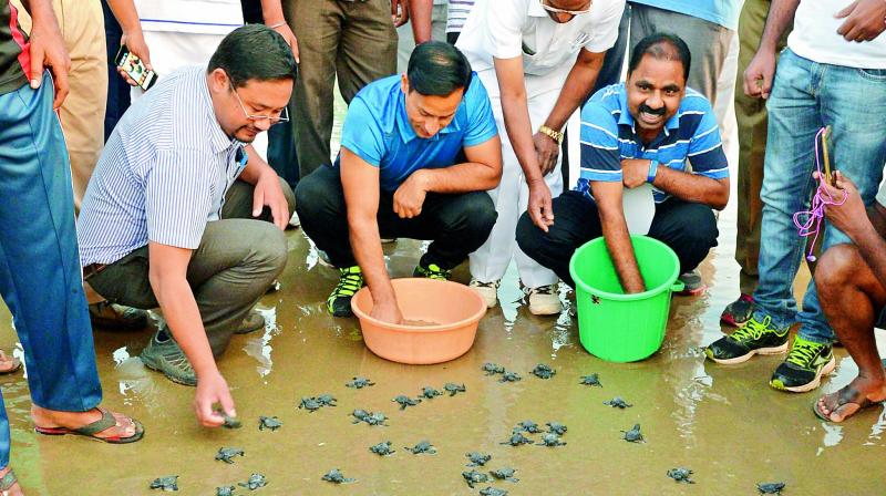 District collector Pravin Kumar releases hatchlings of olive ridley turtles into the sea from a hatchery to mark the World Wildlife Day on the sands of Ramakrishna Beach in Visakhapatnam on Friday. (Photo: DC) District collector Pravin Kumar releases hatchlings of olive ridley turtles into the sea from a hatchery to mark the World Wildlife Day on the sands of Ramakrishna Beach in Visakhapatnam on Friday. (Photo: DC)