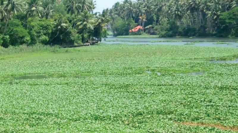 The rejuvenation project aims at cleaning up the polluted Akkulam Lake, by removing garbage and water hyacinth. The rejuvenation project aims at cleaning up the polluted Akkulam Lake, by removing garbage and water hyacinth.