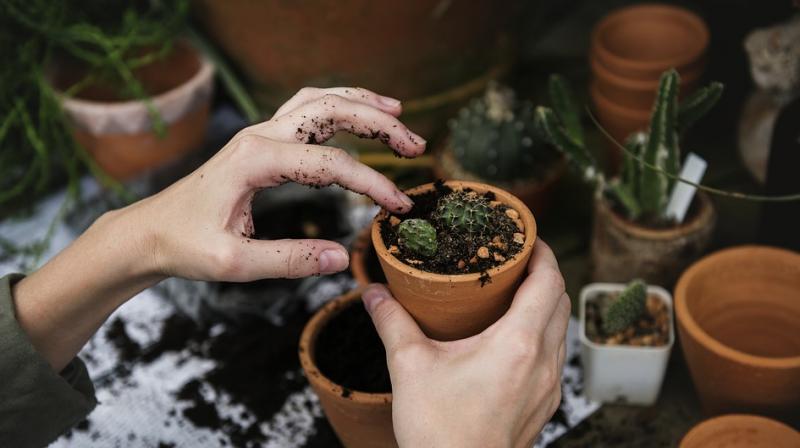 Create your own balcony garden this summer. (Photo: Pixabay) Create your own balcony garden this summer. (Photo: Pixabay)