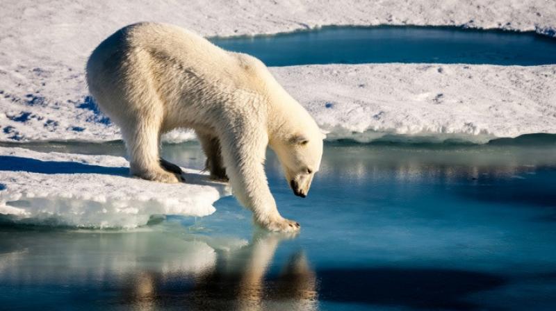 The researchers monitored the behaviour, hunting success, and metabolic rates of adult female polar bears (Photo: AFP) The researchers monitored the behaviour, hunting success, and metabolic rates of adult female polar bears (Photo: AFP)