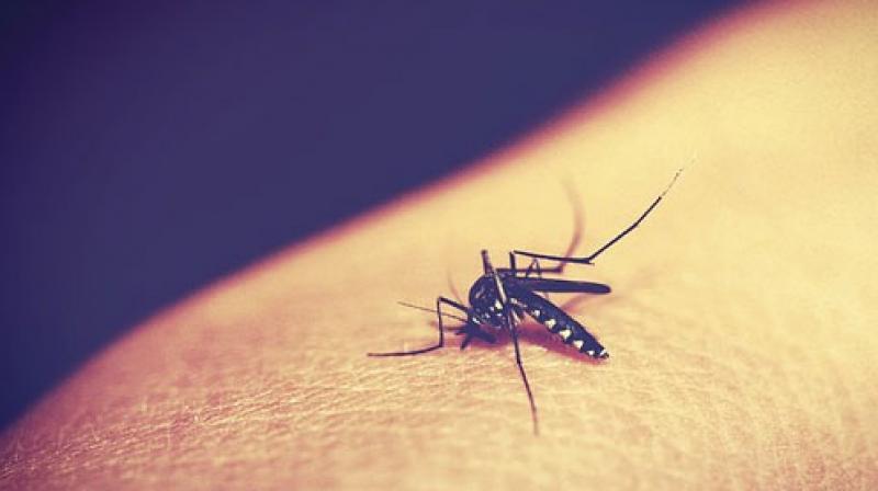 Blood tests carried out in the health camps revealed the presence of the parasite (Photo: Pixabay/ Representational Image) Blood tests carried out in the health camps revealed the presence of the parasite (Photo: Pixabay/ Representational Image)