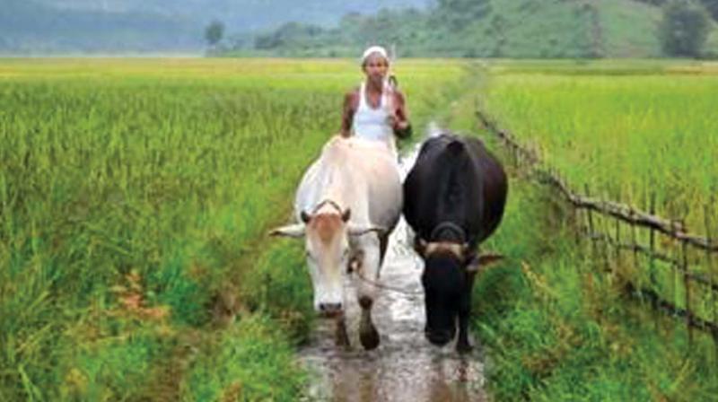 Special Agriculture Zones for rice will be notified in seven locations. Special Agriculture Zones for rice will be notified in seven locations.