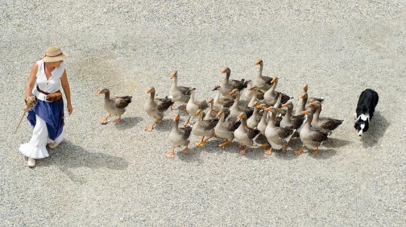 On the same day, it was detected in the province of Hai Phong in a flock of 4,720 birds, where it killed 500 birds. On the same day, it was detected in the province of Hai Phong in a flock of 4,720 birds, where it killed 500 birds.