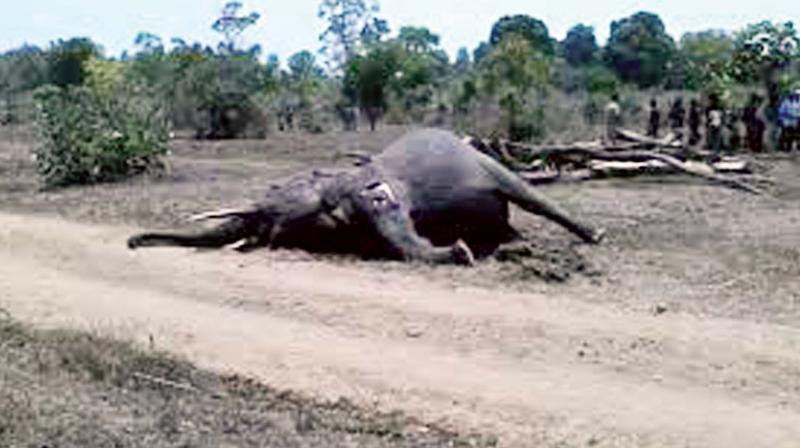 Night ban will increase road kill and the incidents of poaching will rise Night ban will increase road kill and the incidents of poaching will rise
