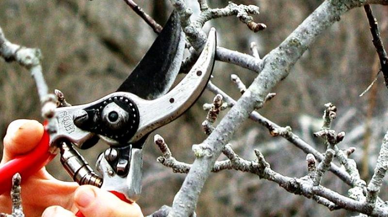 The kind of tree you are pruning dictates the overall amount of pruning needed. (Photo: AP) The kind of tree you are pruning dictates the overall amount of pruning needed. (Photo: AP)