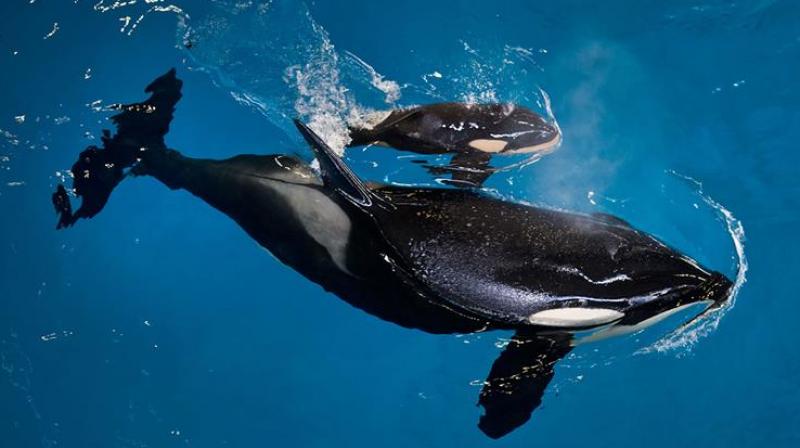 The backlash intensified after the 2013 release of “Blackfish,” a documentary critical of SeaWorld’s orca care (Photo: AP) The backlash intensified after the 2013 release of “Blackfish,” a documentary critical of SeaWorld’s orca care (Photo: AP)
