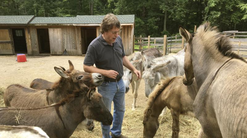In this June 30, 2018 photo, Donkey Park owner Steve Stiert, walks among his donkeys in Ulster Park, N.Y. (Photo: AP) In this June 30, 2018 photo, Donkey Park owner Steve Stiert, walks among his donkeys in Ulster Park, N.Y. (Photo: AP)