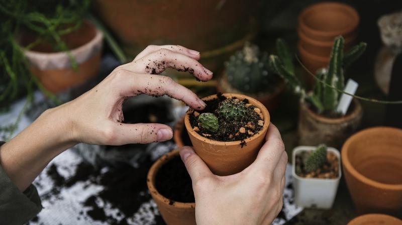 5 easy hacks for a better and healthy garden. (Photo: Pixabay) 5 easy hacks for a better and healthy garden. (Photo: Pixabay)