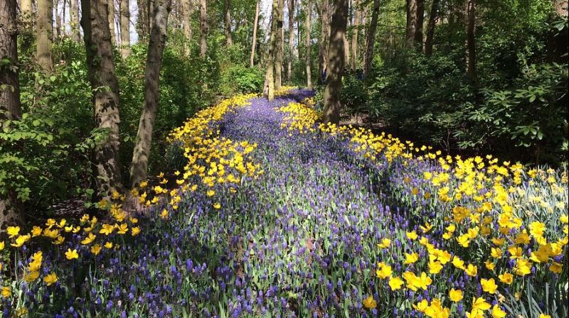 Scientists reveal surprising link between climate change and flowery forests . (Photo: Pixabay) Scientists reveal surprising link between climate change and flowery forests . (Photo: Pixabay)