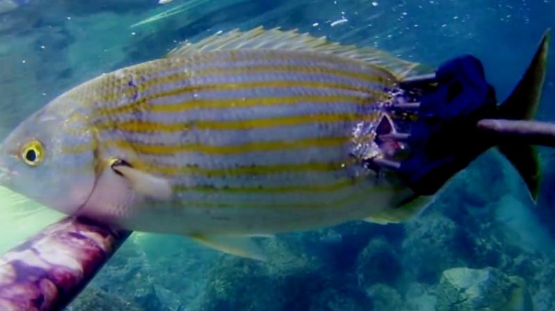 The fish is found in the Atlantic off Africa's western coast and the Mediterranean (Photo: YouTube) The fish is found in the Atlantic off Africa's western coast and the Mediterranean (Photo: YouTube)