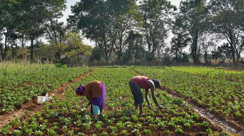 Banks are not disbursing fresh crop loans for kharif as the state level bankers committee (SLBC) is yet to unveil the annual credit plan for 2021 though the kharif season has started on June 1. (Representational Photo:AFP)