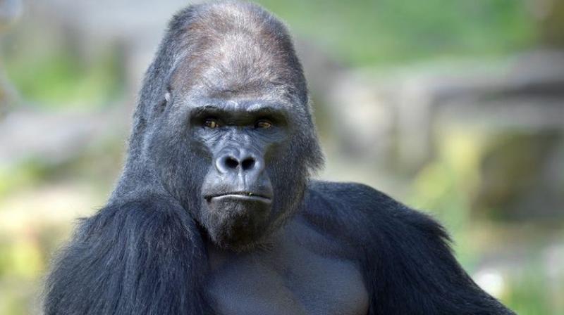 Gorilla Doctors, a nongovernmental group, has trained veterinary staff in each of the countries where the mountain gorillas live (Photo: AFP) Gorilla Doctors, a nongovernmental group, has trained veterinary staff in each of the countries where the mountain gorillas live (Photo: AFP)