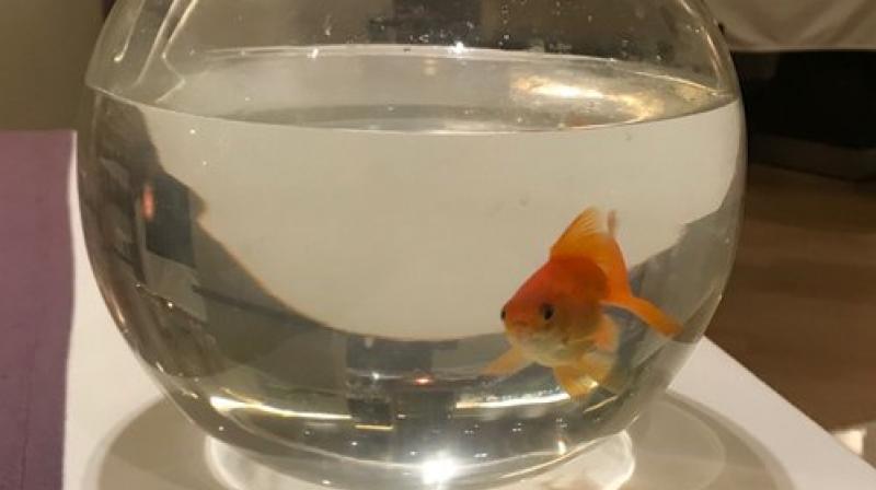 Mallya had this goldfish for company. (Photo: Twitter | @PrakashMallya) Mallya had this goldfish for company. (Photo: Twitter | @PrakashMallya)