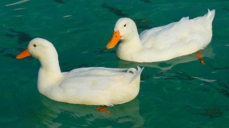 The virus was found in a flock of 5,633 ducks reared in a backyard in the Kathmandu district, located in the Bagmati zone. It killed 240 animals and the rest were disposed of. (Photo: Pixabay) The virus was found in a flock of 5,633 ducks reared in a backyard in the Kathmandu district, located in the Bagmati zone. It killed 240 animals and the rest were disposed of. (Photo: Pixabay)