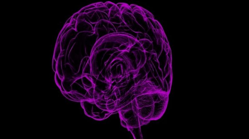 A new research reveals that the same alteration introduced into the girls’ DNA, not only makes mice smarter, but also improves human brain recovery after stroke. (Photo: ANI) A new research reveals that the same alteration introduced into the girls’ DNA, not only makes mice smarter, but also improves human brain recovery after stroke. (Photo: ANI)