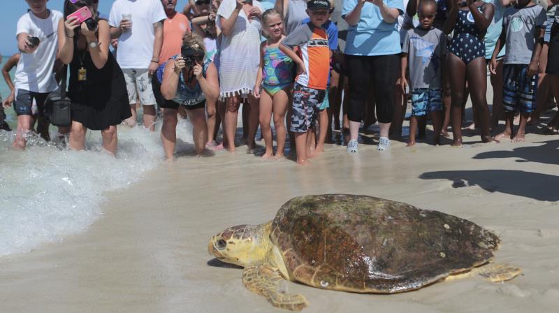 File photo of a loggerhead sea turtle, is released back into the gulf after being treated for pneumonia at Gulf World Marine Institute, in Inlet Beach, Fla. (Photo: AP) File photo of a loggerhead sea turtle, is released back into the gulf after being treated for pneumonia at Gulf World Marine Institute, in Inlet Beach, Fla. (Photo: AP)
