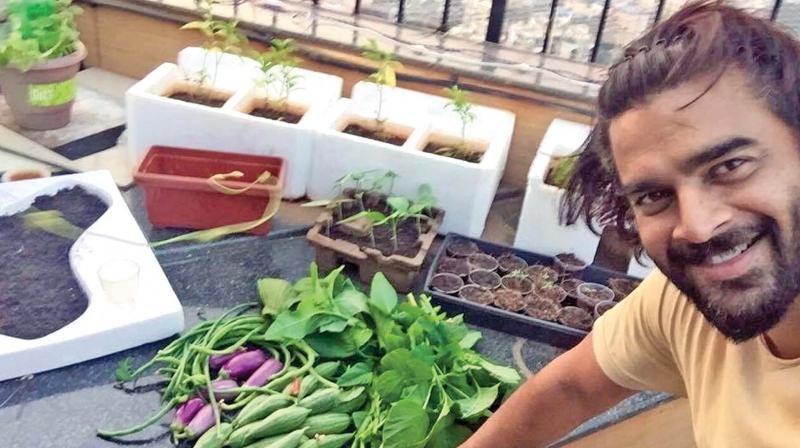 Actor R. Madhavan engaging actively in urban farming at his house. (Photo: DC) Actor R. Madhavan engaging actively in urban farming at his house. (Photo: DC)