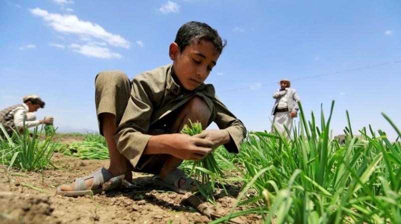 Around two-thirds of those facing severe food shortages live in war-torn countries like Yemen. (Photo: AFP) Around two-thirds of those facing severe food shortages live in war-torn countries like Yemen. (Photo: AFP)
