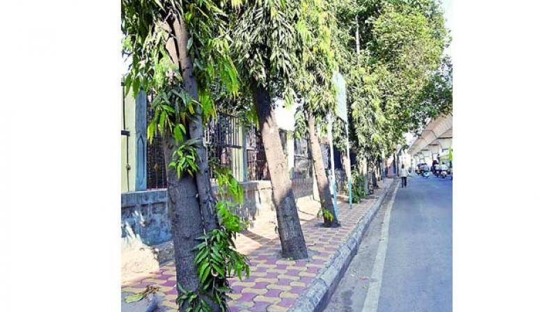 The newly-laid tiles on pavements obstruct growth of the trees near Tarnaka. (Image DC) The newly-laid tiles on pavements obstruct growth of the trees near Tarnaka. (Image DC)