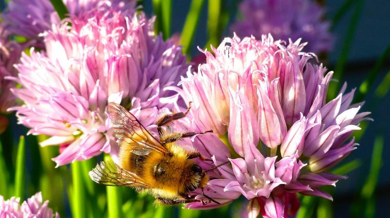 Containerized chive blossoms in a yard near Langley, Wash., which attract a variety of bee species. Gardeners are opting for more herbs in their yards for culinary use but also to attract pollinators. (Photo: AP) Containerized chive blossoms in a yard near Langley, Wash., which attract a variety of bee species. Gardeners are opting for more herbs in their yards for culinary use but also to attract pollinators. (Photo: AP)