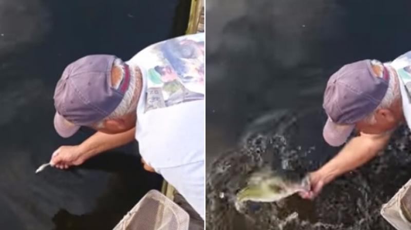 Robert directly baits the fish by using smaller fish as their feed and when they come to the surface he grabs them with his bare hands. (Photo: Youtube) Robert directly baits the fish by using smaller fish as their feed and when they come to the surface he grabs them with his bare hands. (Photo: Youtube)