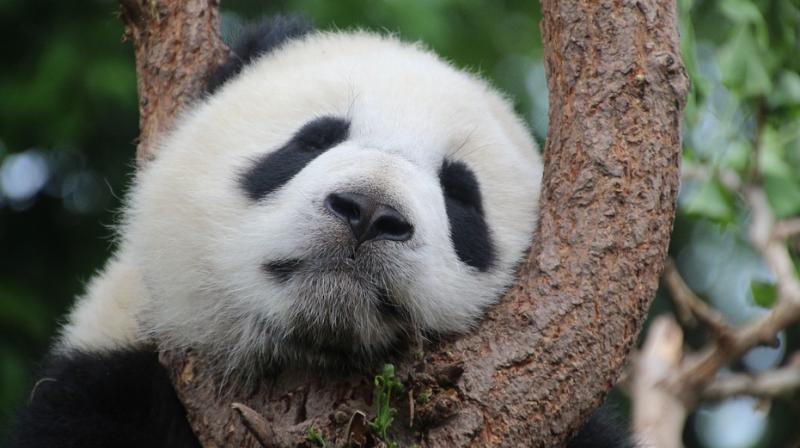 Pandas are currently listed as a vulnerable species, which means that while their survival is still threatened, conservation efforts have helped reduce their danger of extinction. (Photo: Representational/Pixabay) Pandas are currently listed as a vulnerable species, which means that while their survival is still threatened, conservation efforts have helped reduce their danger of extinction. (Photo: Representational/Pixabay)