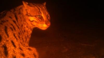 Fishing Cat. (By arrangement)