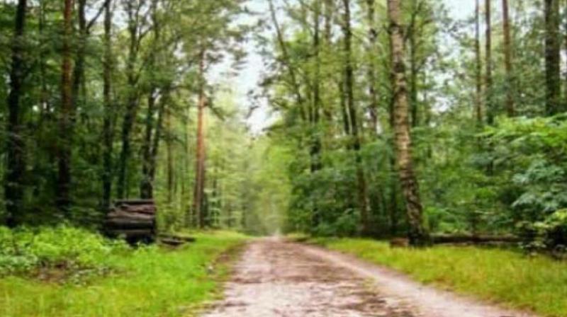 The government has decided to constitute special task force teams comprising forest, revenue and police personnel in all the districts to conduct a survey of forest lands and reconcile them with revenue records. (Representational image) The government has decided to constitute special task force teams comprising forest, revenue and police personnel in all the districts to conduct a survey of forest lands and reconcile them with revenue records. (Representational image)