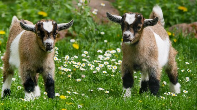 Scientists discover animals can mentally replay past events. (Photo: Pixabay) Scientists discover animals can mentally replay past events. (Photo: Pixabay)