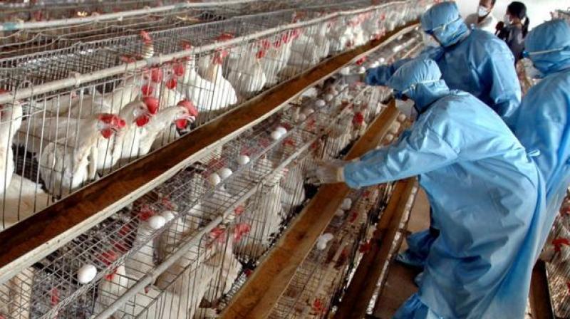 Authorities have shut down Delhi zoo after about eight water birds and a few ducks and pelicans were reported to have been affected by bird flu last week. (Photo: AP/Representational) Authorities have shut down Delhi zoo after about eight water birds and a few ducks and pelicans were reported to have been affected by bird flu last week. (Photo: AP/Representational)