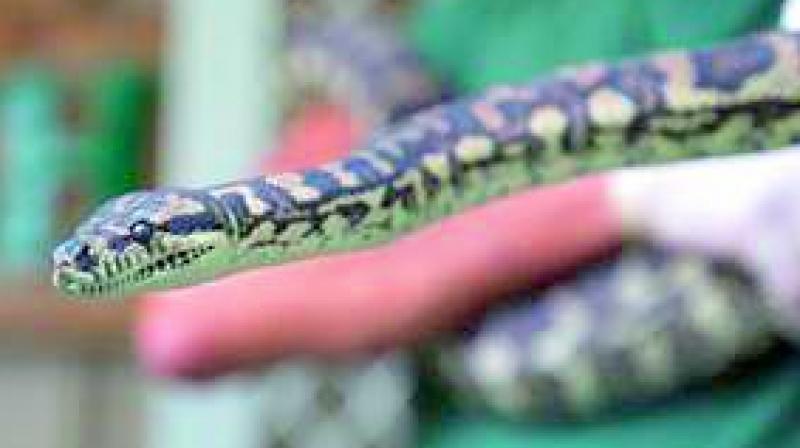Wildlife experts soon realised that while cooped up inside the lab the python had been exposed to methamphetamine particles and had become addicted to ‘ice’, Daily Mail reported. Wildlife experts soon realised that while cooped up inside the lab the python had been exposed to methamphetamine particles and had become addicted to ‘ice’, Daily Mail reported.