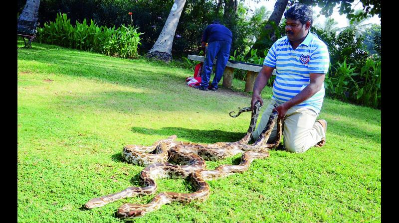 Snake catcher R. Kiran Kumar displays three pythons which he caught in various parts of the city, on Thursday. He handed over the snakes to the zoo authorities on Thursday. (Photo: DC) Snake catcher R. Kiran Kumar displays three pythons which he caught in various parts of the city, on Thursday. He handed over the snakes to the zoo authorities on Thursday. (Photo: DC)