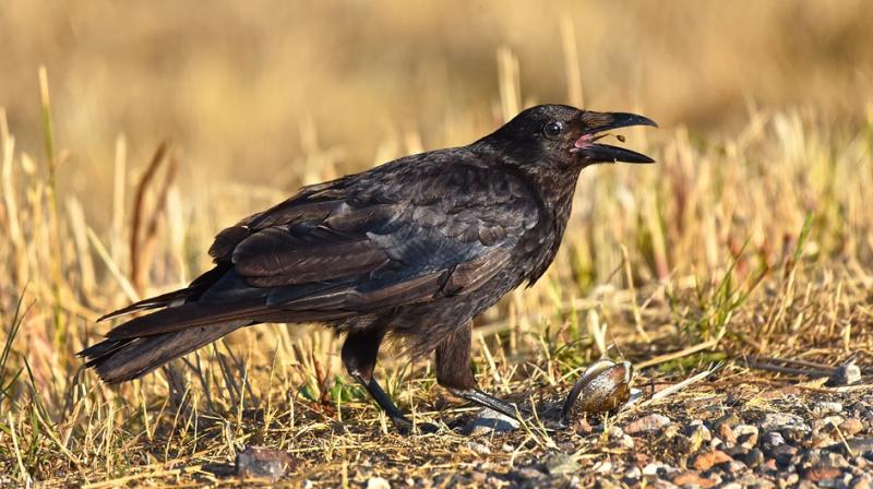 According to reports, Aldi has sent the bird off for testing and analysis and say they think it’s a baby crow. (Photo: Pixabay) According to reports, Aldi has sent the bird off for testing and analysis and say they think it’s a baby crow. (Photo: Pixabay)