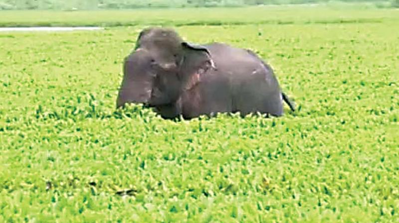 The tusker, which has claimed the lives of two people in the last one month, is seen moving around close to Hassan town and nearby forests. The tusker, which has claimed the lives of two people in the last one month, is seen moving around close to Hassan town and nearby forests.