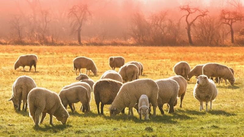 The annual event, which started in 1994, allows shepherds to exercise their right to use traditional routes to migrate their livestock from northern Spain. (Photo: Representational/Pixabay) The annual event, which started in 1994, allows shepherds to exercise their right to use traditional routes to migrate their livestock from northern Spain. (Photo: Representational/Pixabay)
