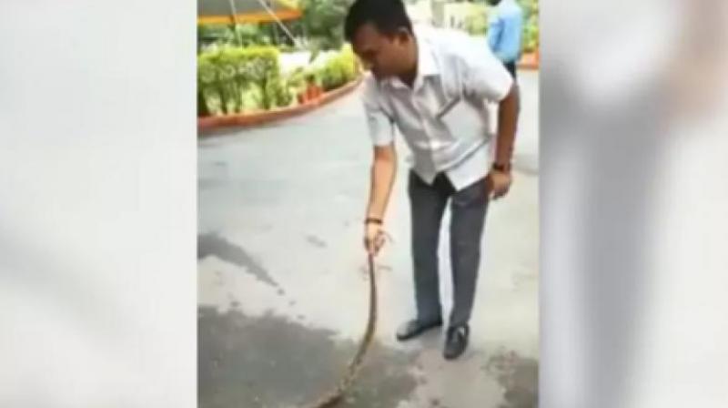 In the video, shot by one of his staff members, Dhanani can be seen holding the snake by its tail. (Photo: Facebook | Paresh Dhanani) In the video, shot by one of his staff members, Dhanani can be seen holding the snake by its tail. (Photo: Facebook | Paresh Dhanani)