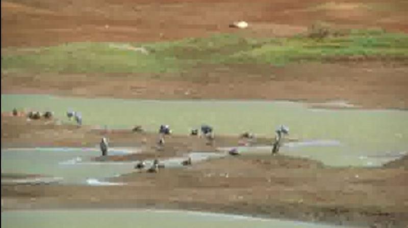 Due to the heatwave in Coimbatore, more than 10 out of 20 tanks around the city have become dry. (Photo: ANI) Due to the heatwave in Coimbatore, more than 10 out of 20 tanks around the city have become dry. (Photo: ANI)